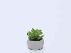 MACETA CEMENTO CON SUCULENTA C 8X6