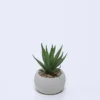 MACETA CEMENTO CON SUCULENTA B 8X6