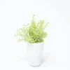 MACETA FLOR BLANCA Ø7X20
