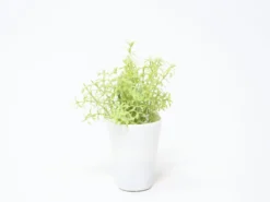 MACETA FLOR BLANCA Ø7X20