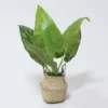 MACETA MIMBRE C/PLANTA A Ø11X45CM