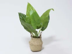 MACETA MIMBRE C/PLANTA A Ø11X45CM