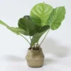 MACETA MIMBRE C/PLANTA B Ø11X45CM