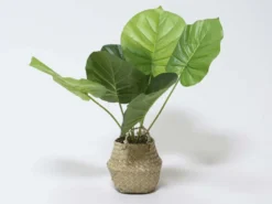 MACETA MIMBRE C/PLANTA B Ø11X45CM