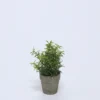 PLANTA EN MACETA CERAMICA VERDE A
