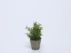PLANTA EN MACETA CERAMICA VERDE A