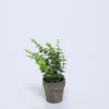PLANTA EN MACETA CERAMICA VERDE C
