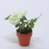 PLANTA FLOR GERBERA BLANCO 12X18