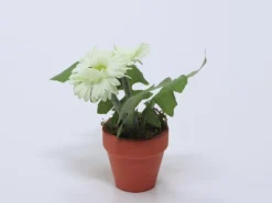 PLANTA FLOR GERBERA BLANCO 12X18