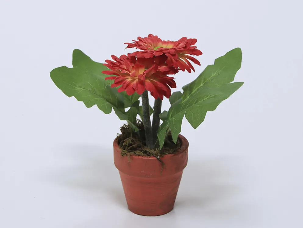 PLANTA FLOR GERBERA ROJA 12X18